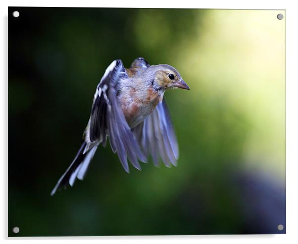 Chaffinch in flight Acrylic by Grant Glendinning