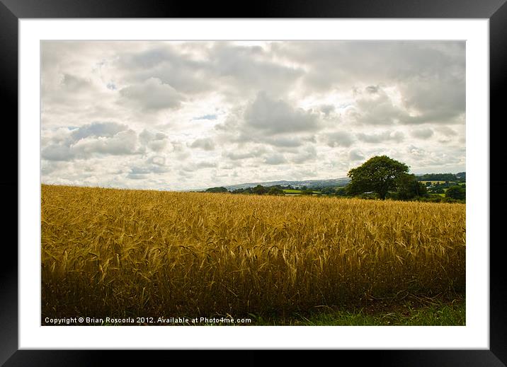 Golden Fields of Wheat Framed Mounted Print by Brian Roscorla