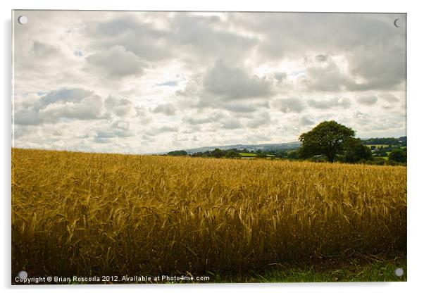 Golden Fields of Wheat Acrylic by Brian Roscorla