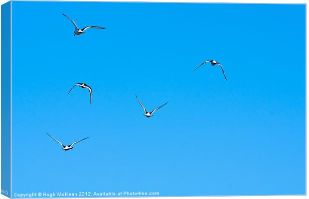 Animal, Bird, Oystercatchers in flight, Blue sky Canvas Print by Hugh McKean