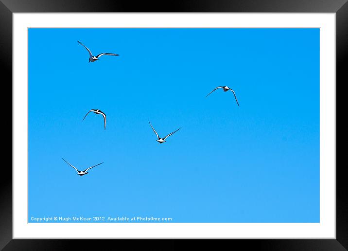 Animal, Bird, Oystercatchers in flight, Blue sky Framed Mounted Print by Hugh McKean