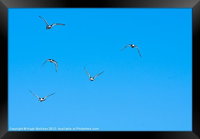 Animal, Bird, Oystercatchers in flight, Blue sky Framed Print by Hugh McKean