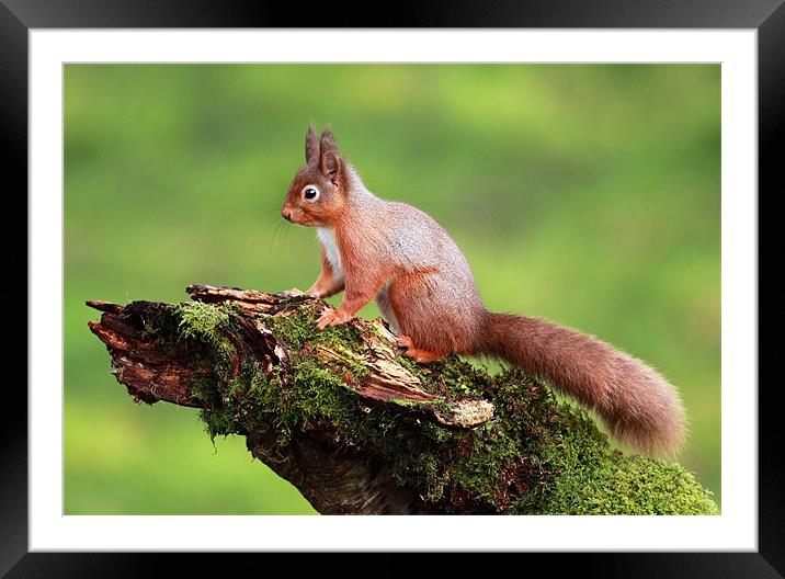 Red Squirrel Framed Mounted Print by Grant Glendinning