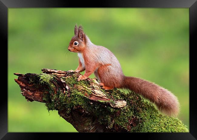 Red Squirrel Framed Print by Grant Glendinning