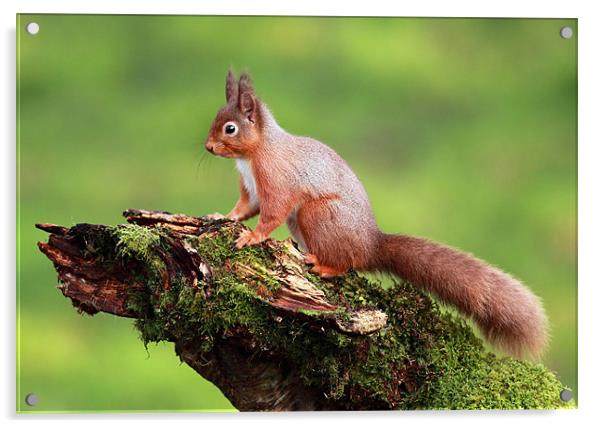 Red Squirrel Acrylic by Grant Glendinning