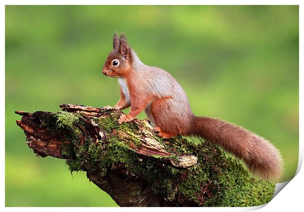 Red Squirrel Print by Grant Glendinning