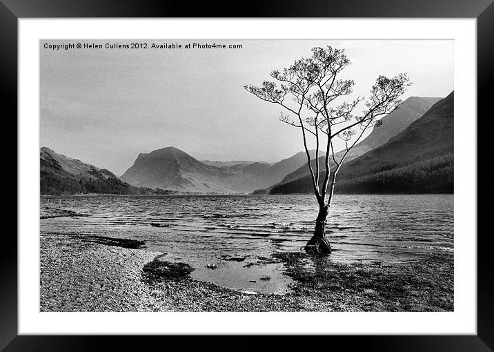 BUTTERMERE TREE Framed Mounted Print by Helen Cullens