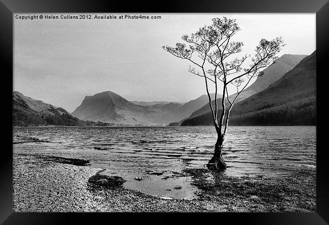 BUTTERMERE TREE Framed Print by Helen Cullens