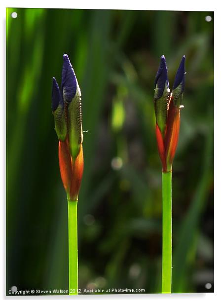 Iris Sibirica Acrylic by Steven Watson