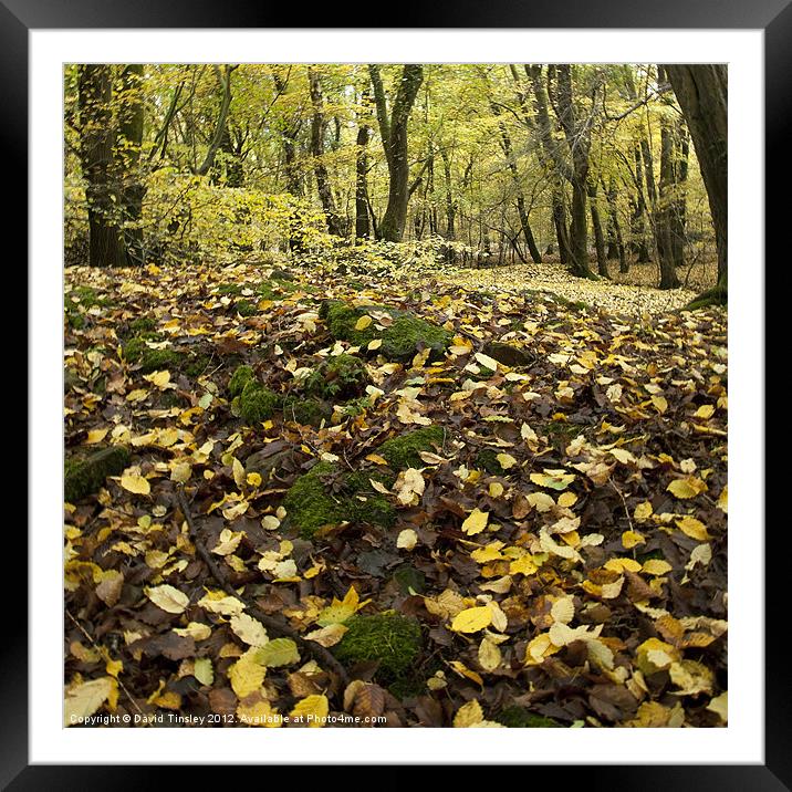 Autumn Carpet Framed Mounted Print by David Tinsley