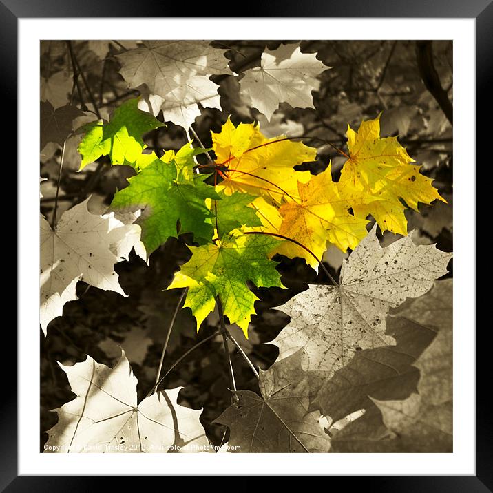 Sycamore Leaves Framed Mounted Print by David Tinsley