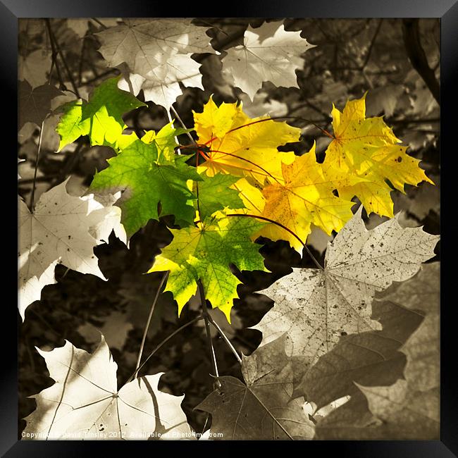 Sycamore Leaves Framed Print by David Tinsley