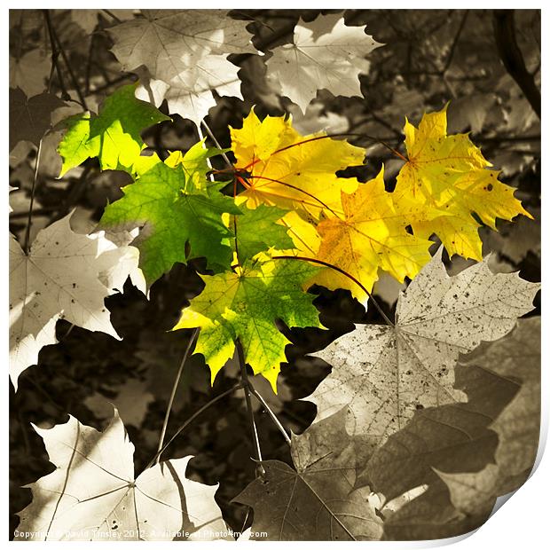 Sycamore Leaves Print by David Tinsley