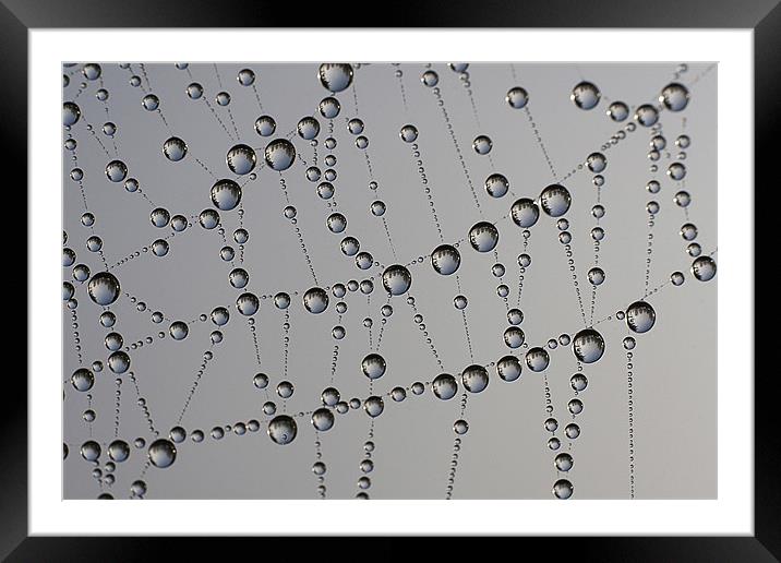 Water Droplets on Spider Web Framed Mounted Print by Dave Frost