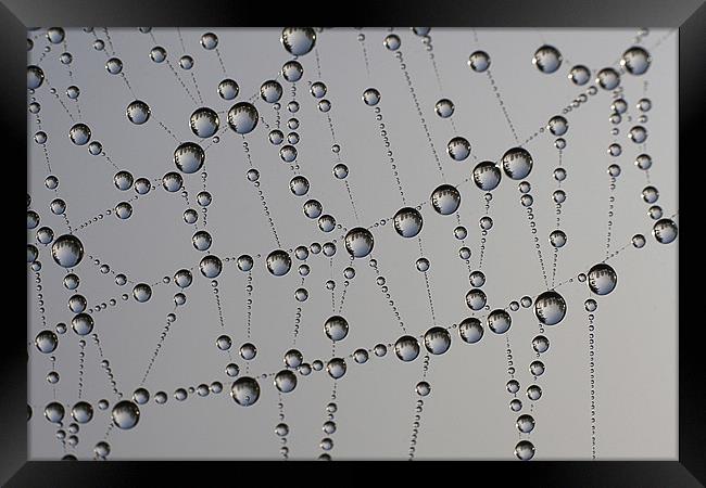 Water Droplets on Spider Web Framed Print by Dave Frost