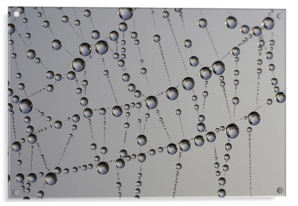 Water Droplets on Spider Web Acrylic by Dave Frost