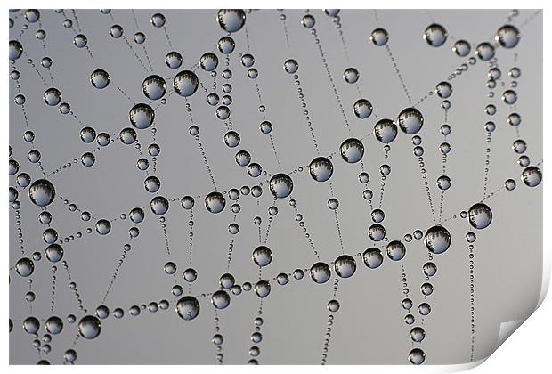 Water Droplets on Spider Web Print by Dave Frost