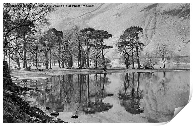 THE BUTTERMERE PINES Print by Helen Cullens