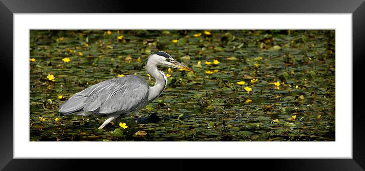 GREY HERON Framed Mounted Print by Anthony R Dudley (LRPS)