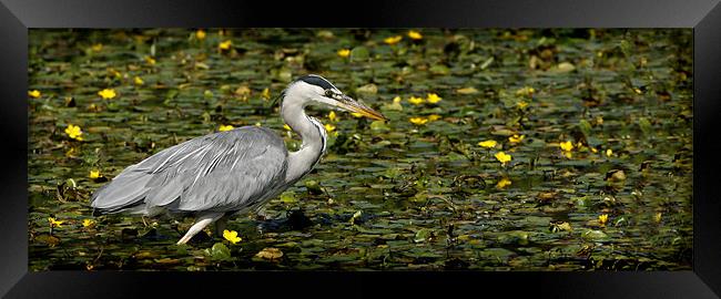 GREY HERON Framed Print by Anthony R Dudley (LRPS)