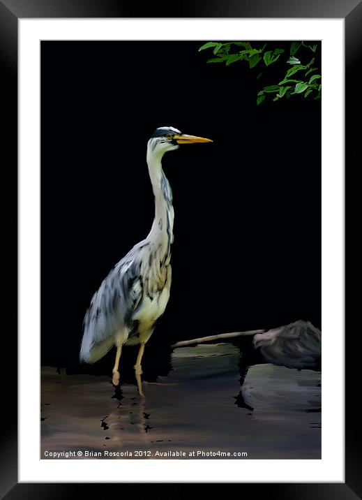 The Heron Framed Mounted Print by Brian Roscorla