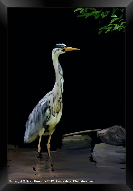 The Heron Framed Print by Brian Roscorla