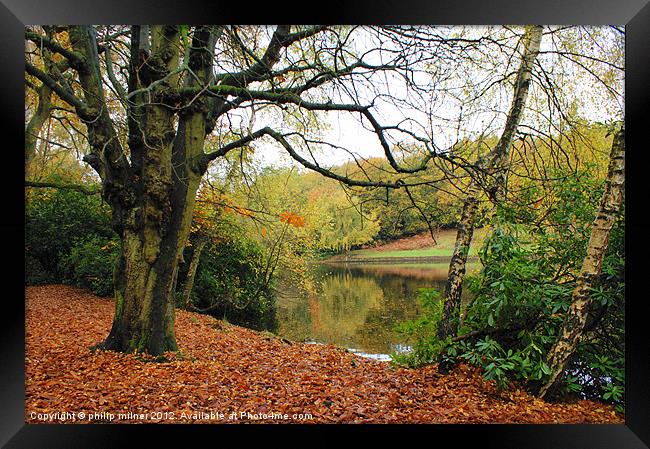Autumn View In The Park Framed Print by philip milner