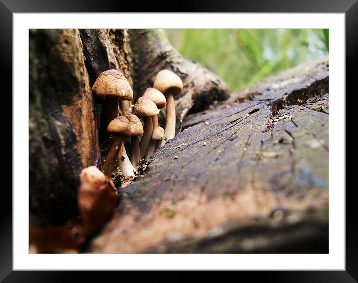 Mushrooms Framed Mounted Print by Kirsty Bird