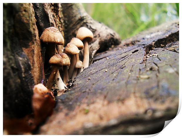 Mushrooms Print by Kirsty Bird