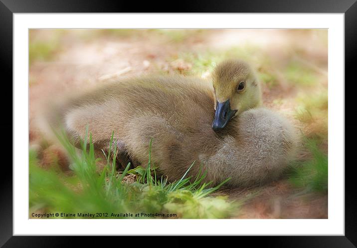Waiting to Grow Up Framed Mounted Print by Elaine Manley