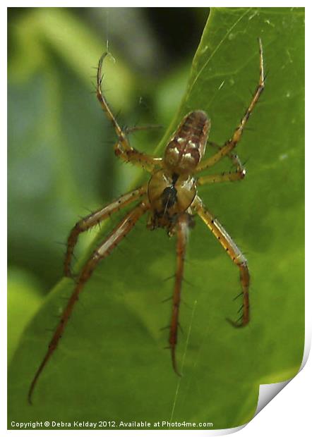 Garden Spider Print by Debra Kelday