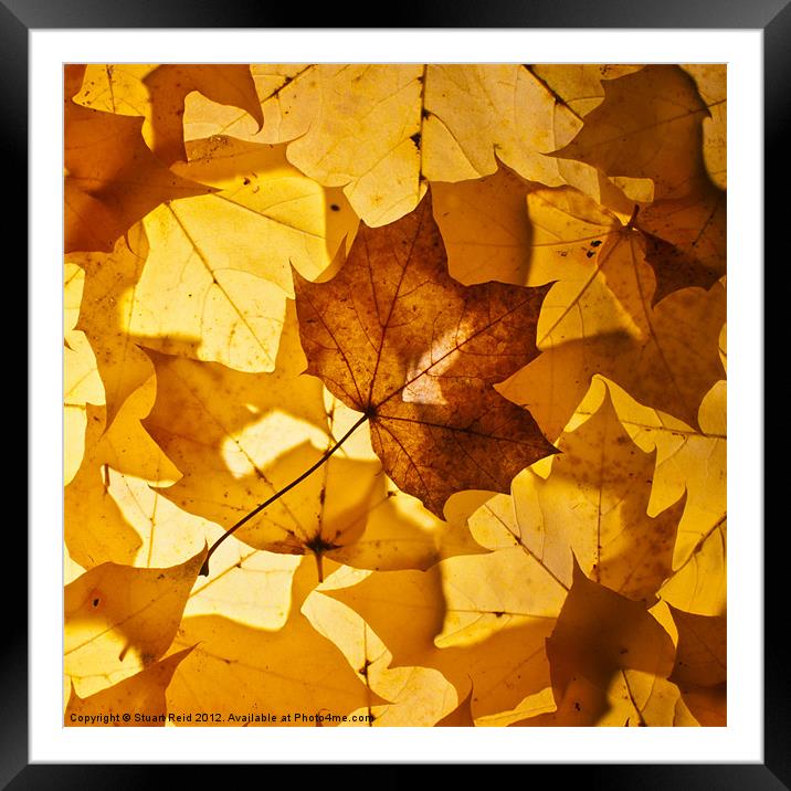 Gold leaf Framed Mounted Print by Stuart Reid
