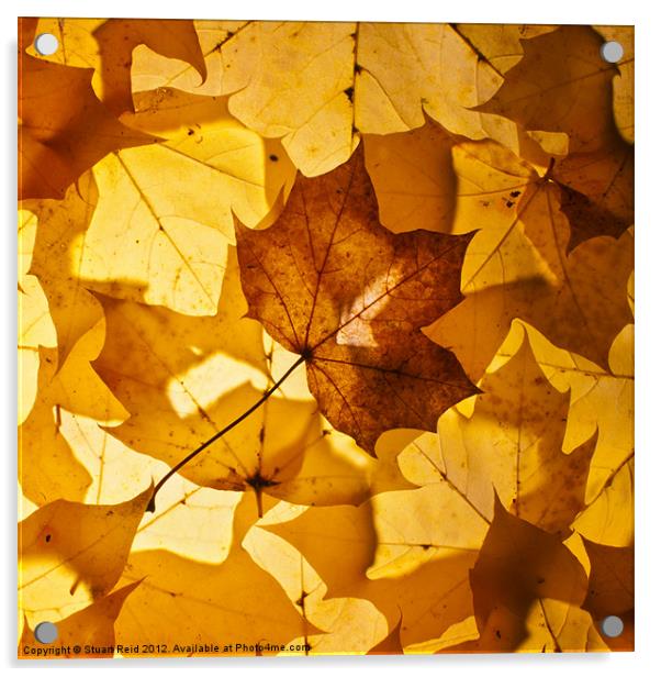 Gold leaf Acrylic by Stuart Reid