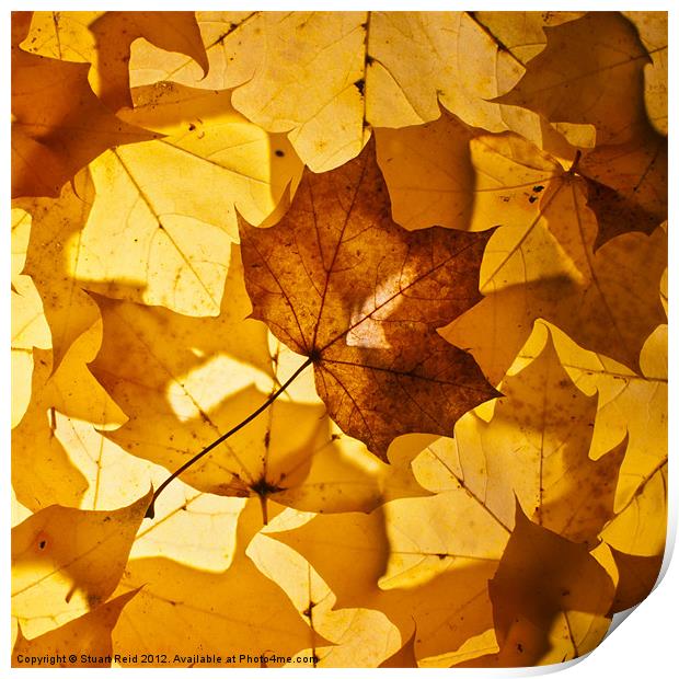 Gold leaf Print by Stuart Reid