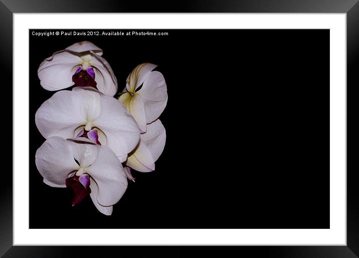 Orchid Framed Mounted Print by Paul Davis
