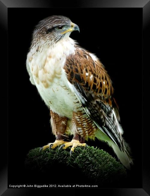 Ferruginous Hawk Framed Print by John Biggadike