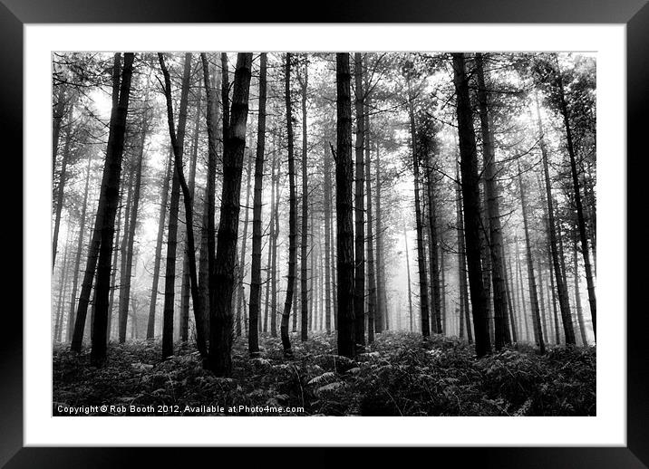 'Misty Woods' Framed Mounted Print by Rob Booth