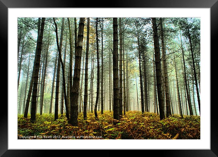 'Misty North Felly Woods' Framed Mounted Print by Rob Booth