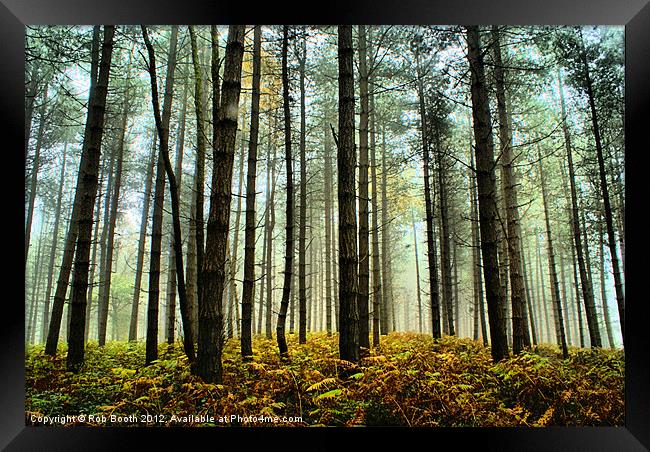 'Misty North Felly Woods' Framed Print by Rob Booth