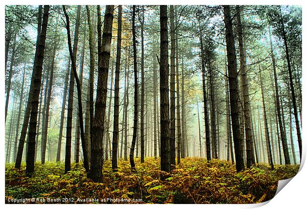'Misty North Felly Woods' Print by Rob Booth