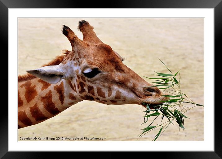 Giraffe Feeding Framed Mounted Print by Keith Briggs