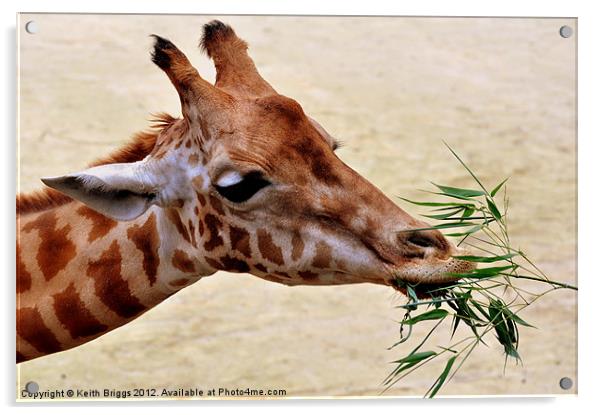 Giraffe Feeding Acrylic by Keith Briggs