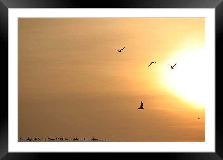 Birds flying into the sun Framed Mounted Print by Daniel Zrno