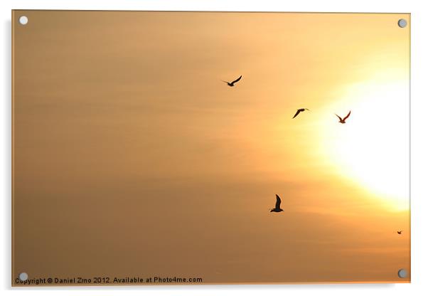Birds flying into the sun Acrylic by Daniel Zrno