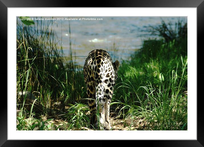 Leopard and water Framed Mounted Print by helene duerden