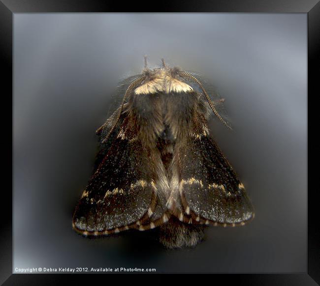 December Moth - Poecilecampa populi Framed Print by Debra Kelday