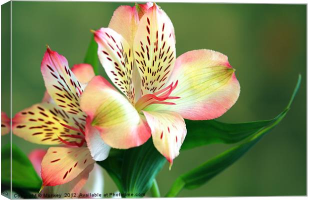 Alstroemeria - Peruvian Lily Canvas Print by Anthony Michael 