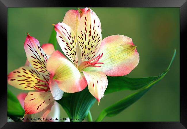 Alstroemeria - Peruvian Lily Framed Print by Anthony Michael 