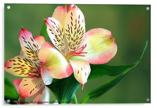 Alstroemeria - Peruvian Lily Acrylic by Anthony Michael 