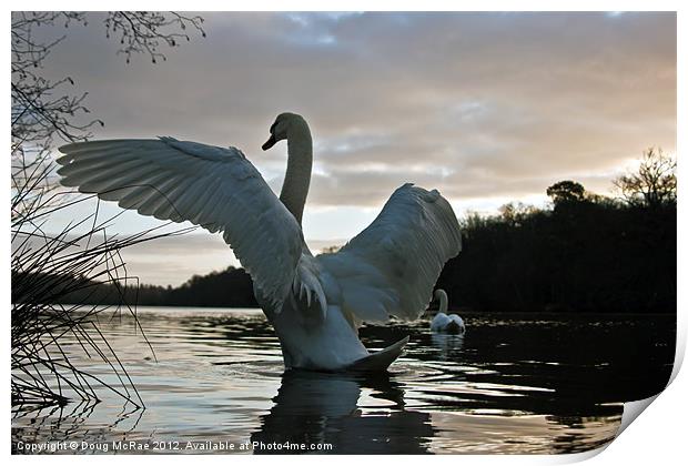 Morning Swans Print by Doug McRae